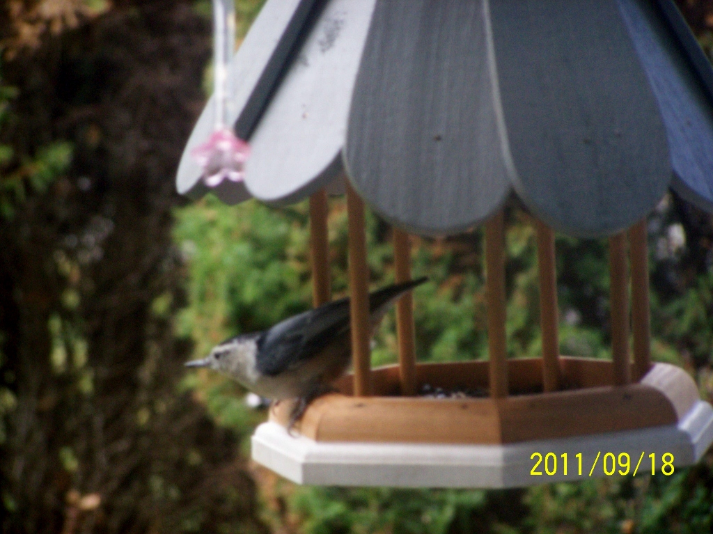 Nuthatch